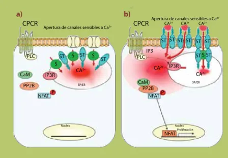 figura 3. Vía de señalización activada  por calcio que regula la proliferación  en diferentes tipos celulares
