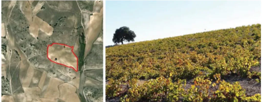 Figure 7. The vineyard crop field object of the field tests. Its location is 40 ◦ 11  24.68  N, 3 ◦ 28  56.09  W.