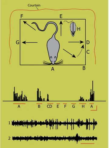 Figura 2.  Figura 1 del trabajo original de O’Keefe donde se  ilustran la posición y orientación de la rata, diversos lugares  de su hábitat (marcados de la A a la G), así como el patrón de  disparo de una neurona del hipocampo que se registró en  los dist