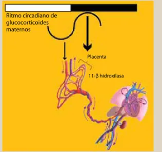 figura 3.  Modelo de transferencia de 