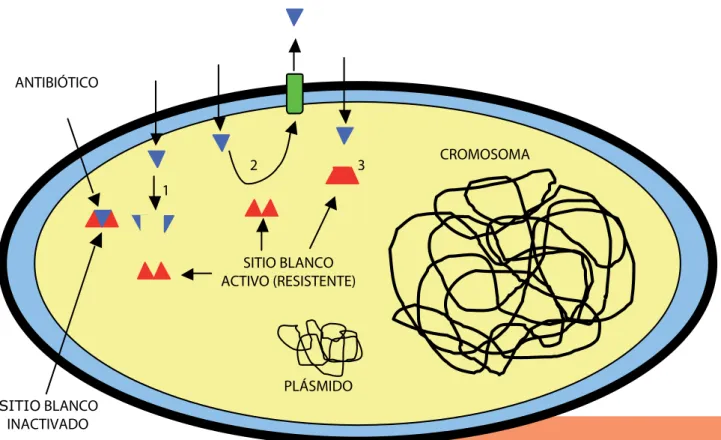 Figura 4.  Mecanismos fundamentales de resistencia  bacteriana a los antibióticos mediada por proteínas  codificadas por plásmidos