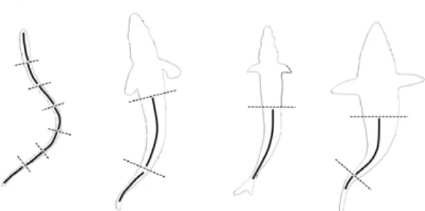 Figure 1: Different kinds of undulatory swimming: from left to right: anguilliform, subcarangiform, carangiform, thunniform