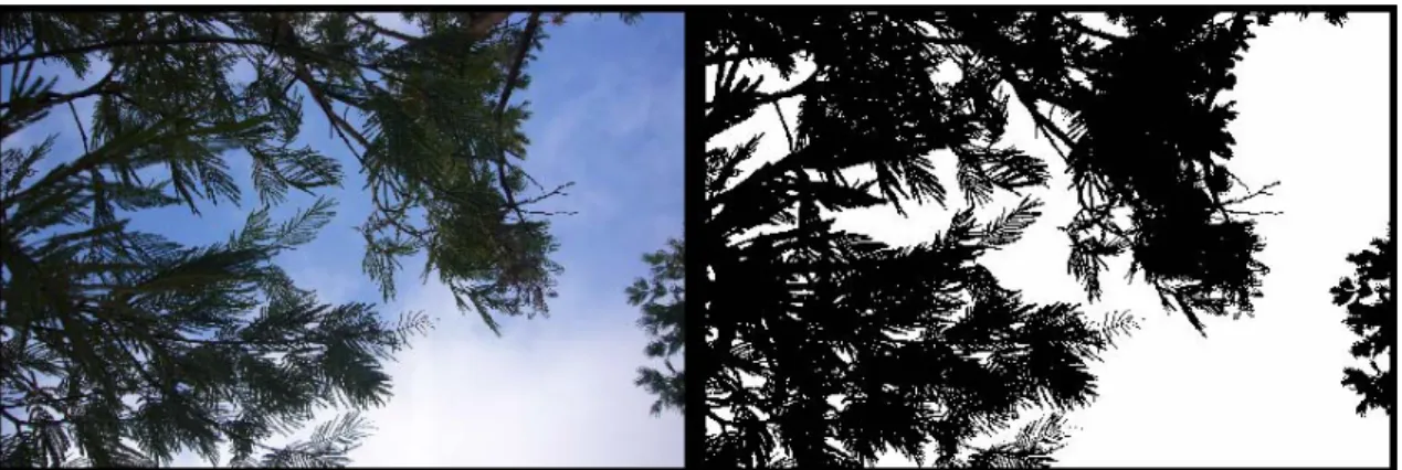 Figure 2: Example of the quantitative field measurements of PPC from upward looking photos