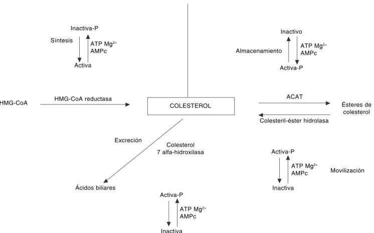 Figura 5. Efecto del AMPc sobre diferentes enzimas involucradas en el metabolismo del colesterol
