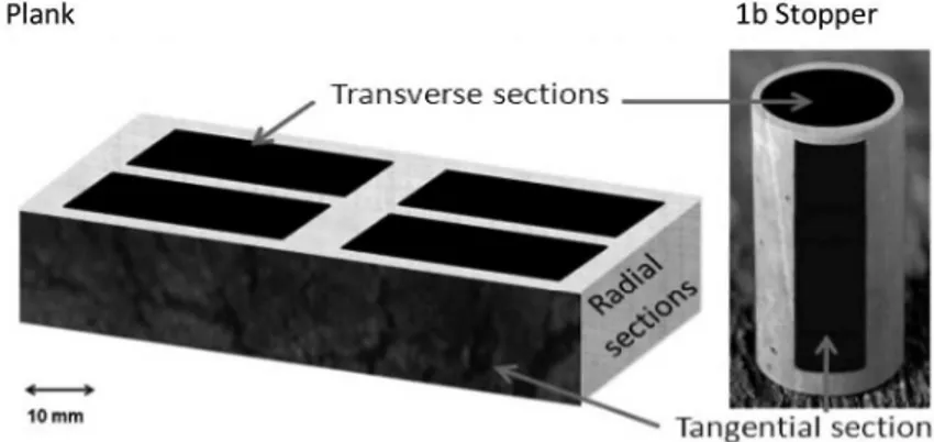 Figure 1. Areas selected for NIR analysis in samples of cork plank (transverse section) (la), cork 