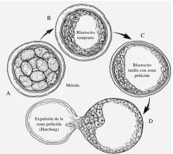 Figura 2. Mórula y blastocisto: en el periodo de pre-implantación embrio- embrio-naria