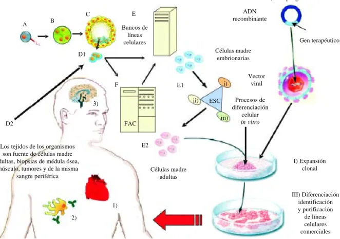 Figura 3. Terapia celular. Esquema que representa las fuentes de obtención de células madre para su posterior aplicación local o sistémica
