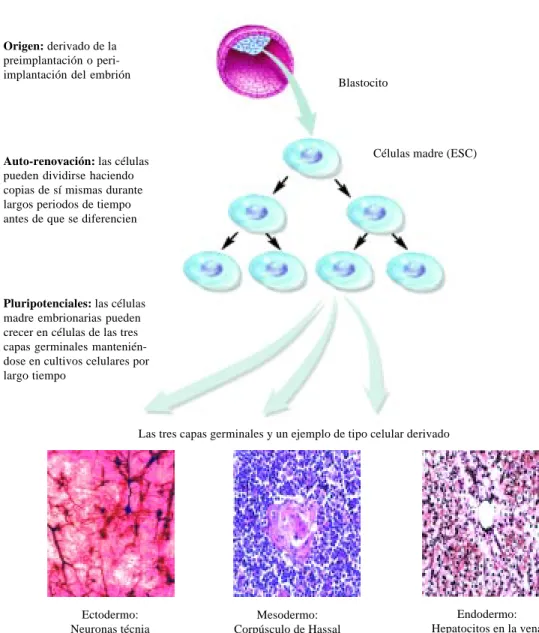 Figura 4. Características de la células madre embrionarias (ESC).Origen: derivado de la