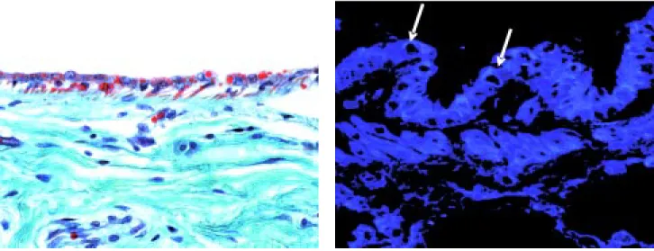 Figura 6. Fotografía del epitelio cúbico simple de un conducto excretor intralobular de la glándula mamaria (flechas), también se observan las células mioepiteliales ubicadas entre el epitelio y la membrana basal