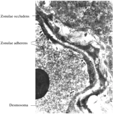 Figura 7. Fotografía de especializaciones de las membranas plasmáticas laterales de (uniones estrechas), se observa una unión oclusiva, una  adhe-rente y un desmosoma