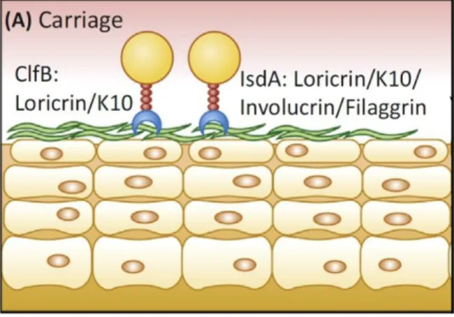 Figura 2. Estructura de la loricrina como mayor ligando de ClfB (Mulcahy y McLoughlin 2016) 