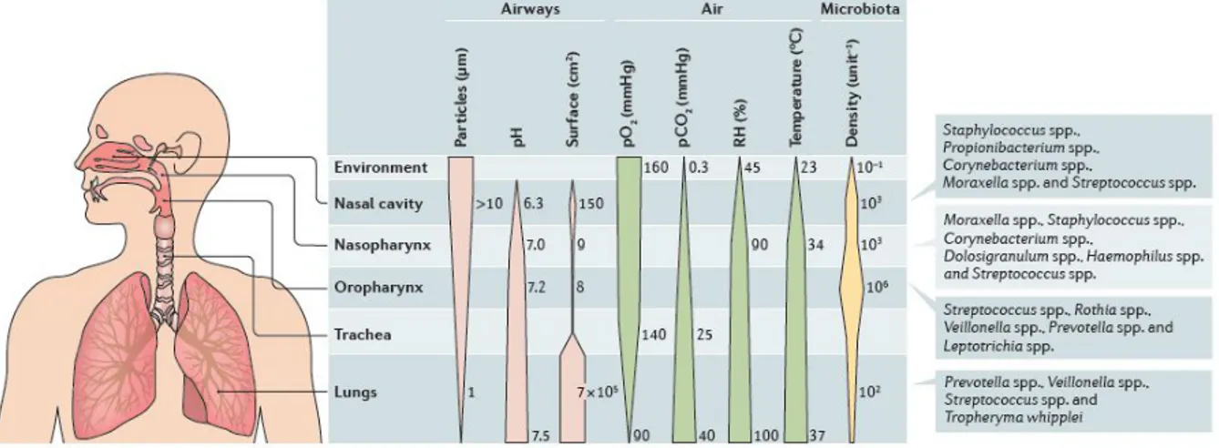Figura  3.  Gradiente  fisiológico  y  microbiano  a  lo  largo  del  tracto  respiratorio