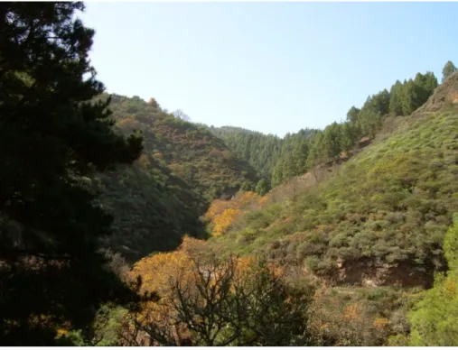 Fig. 2. Green barriers along a ravine´s bed (Gran Canaria)