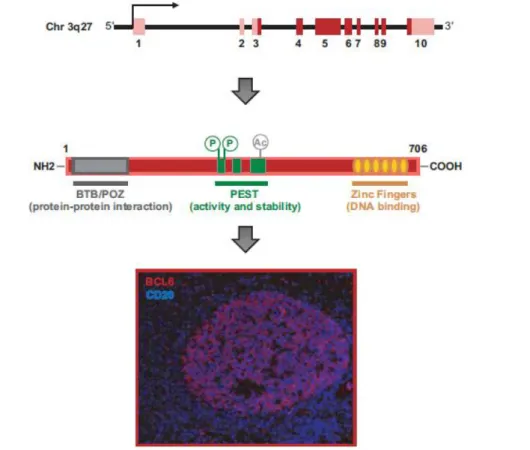 Figura 2. BCL6: gen, proteína y expresión. Arriba se representa el gen BCL6. Las secuencias  de exones no-codificantes y codificantes están en rojo claro y oscuro respectivamente