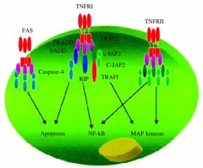 Figura 2. Vías de señalización de los receptores del TNF (TN-