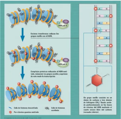 Figura 6. Relación entre la metilación del ADN y la acetilación de histonas para suprimir  la expresión