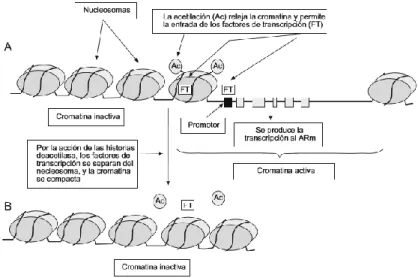 Figura 8. Proceso de acetilación de histonas. (Martínez-Frías ML et al., 2010) 