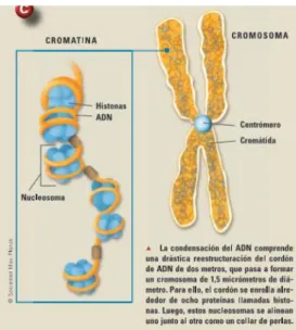 Figura 1. Condensación en forma de cromosoma. Cada 8 histonas con el ADN enrollado  forman el nucleosoma (Beck, 2010)