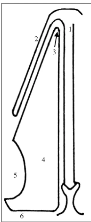 Figura 1. Válvula nasal y región de la válvula nasal. 1. Septum nasal,