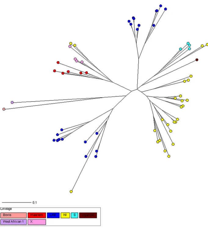 Fig 2. NJ phylogeny tree rooted by Canetti based on 24-loci MIRU-VNTR data. Colors indicate the main MTBC lineages