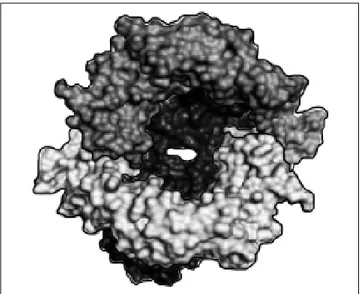 Figura 1. Imagen molecular de la estreptoquinasa estrepto-
