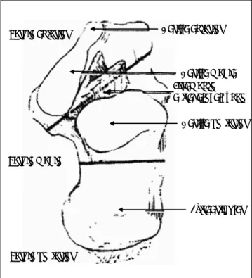 Figura 1. Anatomía del calcáneo.