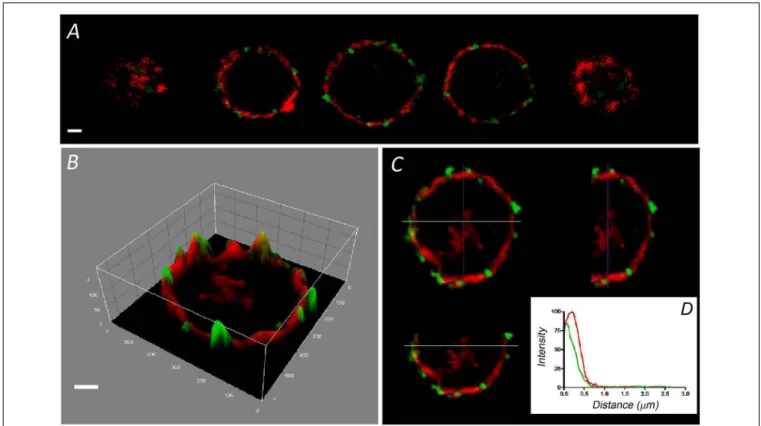 FIGURE 1 | Distribution of F-actin in cultured bovine chromaffin cells. Sequential confocal images of a representative chromaffin cell in culture labeled with rhodamine–phalloidin (red fluorescence), and anti-SNAP 25 in green (A)