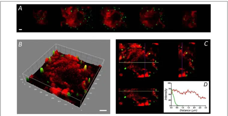 FIGURE 2 | Distribution of F-actin in chromaffin cells from adrenal medulla slices. Sequential confocal images of cells in slices of adrenomedullary tissue labeled with rhodamine–phalloidin (red) and anti-SNAP-25 (green) (A) showing a broader cytoplasmic d