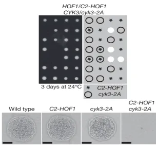Fig 4. Transglutaminase-like domain of Cyk3 is important to stimulate chitin synthesis during cell division