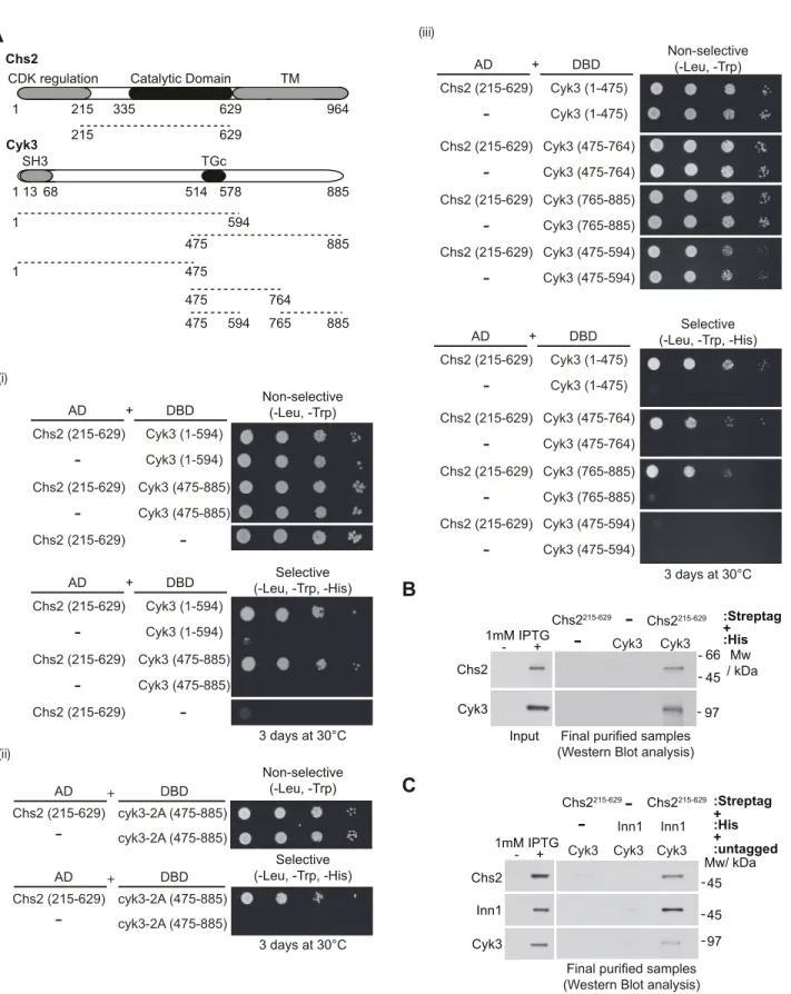 Fig 5. Cyk3 binds directly to Chs2 via multiple interaction sites. (A) Summary of yeast two-hybrid interactions between the fragment of Chs2 containing the catalytic domain (Chs2-215-629) and fragments of Cyk3