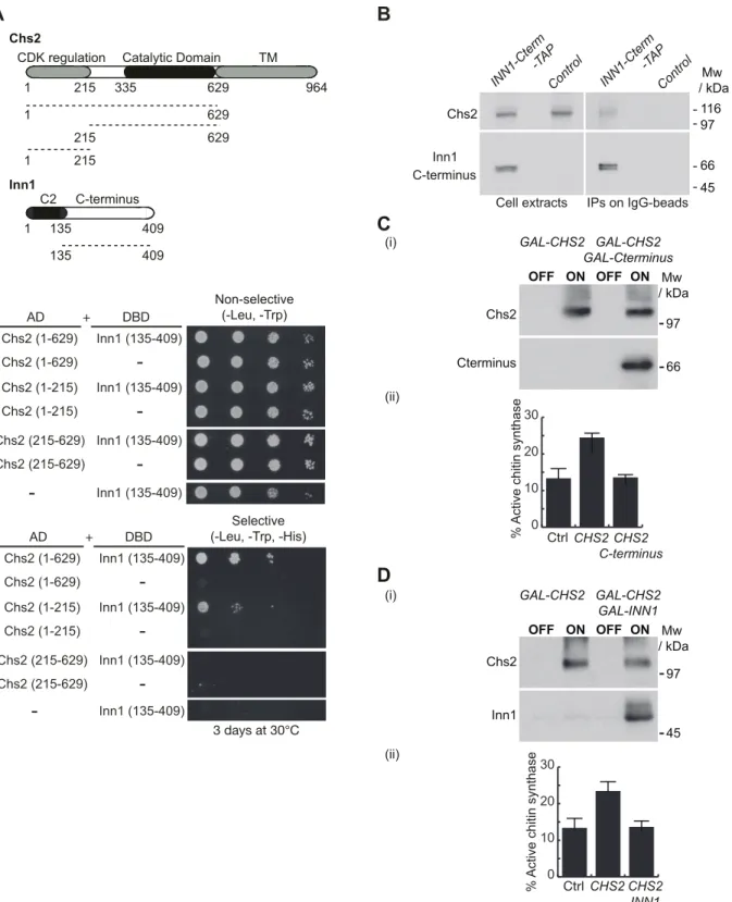 Fig 7. C-terminus of Inn1 interacts with Chs2. (A) Truncated allele of Chs2 lacking transmembrane domain (Chs2-1-629) and fragment containing the tail of Chs2 (1 –215) interact in a yeast two-hybrid assay with C-terminus of Inn1 (134–409)