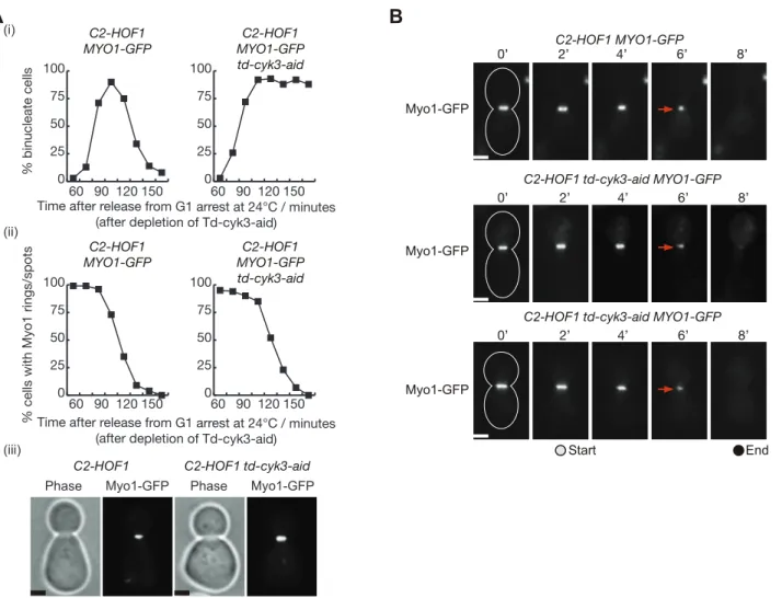 Fig 8. Actomyosin ring contraction is not defective in the absence of Cyk3 in C2-HOF1 cells
