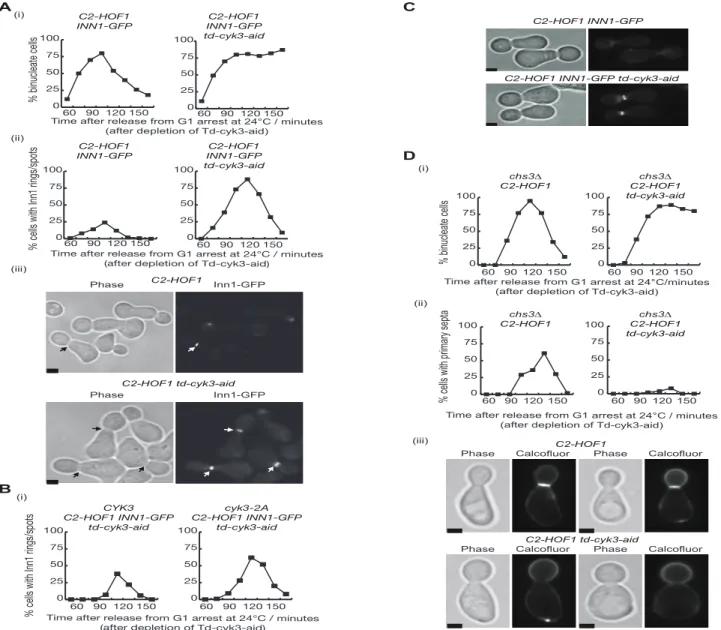 Fig 9. Inn1 and Cyk3 finely control primary septum deposition during cytokinesis. (A) The indicated strains INN1-GFP C2-HOF1 (YIMP196) and INN1-GFP td-cyk3-aid C2-HOF1 (YIMP198) were released from G1 arrest at 24°C in YPRaff medium and cells were allowed t