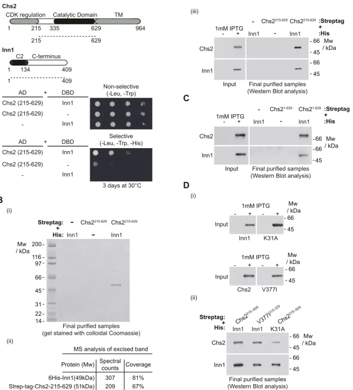 Fig 1. Inn1 interacts directly with the catalytic domain of Chs2. (A) Truncated allele of Chs2 containing the catalytic domain and Inn1 were used to show that this region of Chs2 (Chs2-215-629) interacts in a yeast two-hybrid assay with Inn1
