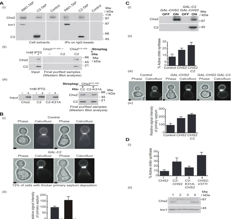Fig 2. C2 domain of Inn1 directly binds to and regulates the catalytic activity of Chs2