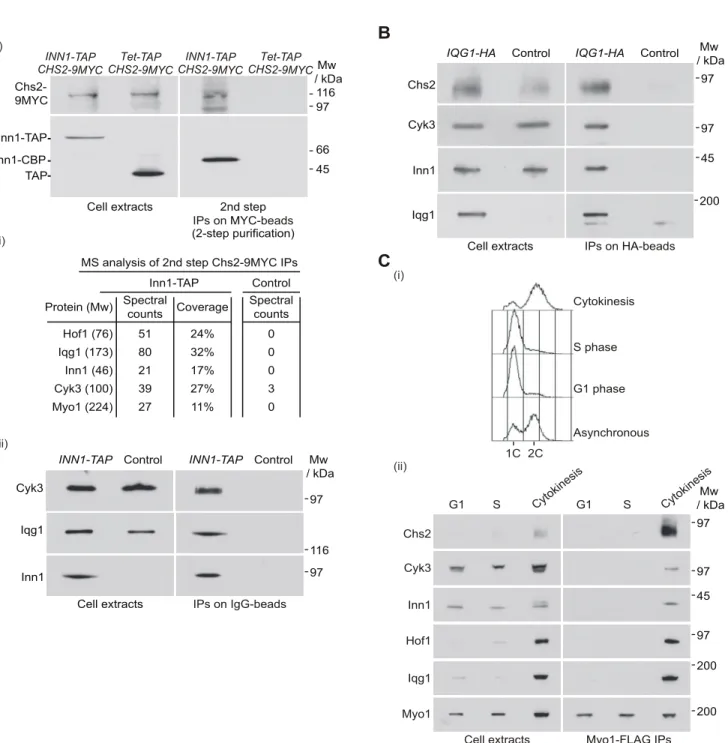 Fig 3. Identification of factors interacting with Chs2 and Inn1 during cytokinesis. (A) INN1-TAP CHS2-9MYC (YMF38) and control (YMF79) were grown at 24°C in YPD medium and synchronised in G1 phase with mating pheromone and then released for 105 minutes