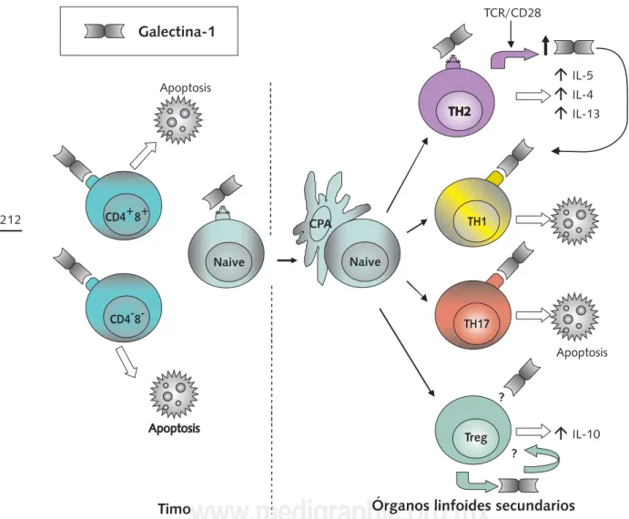 Figura 2 . Esquema simplificado del efecto de la galectina-1 sobre la sobrevivencia y el balance de subpo- subpo-blaciones de linfocitos T
