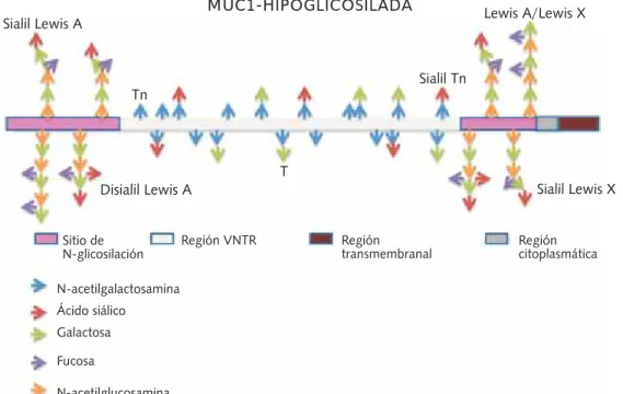 Figura 1. Estructura de MUC1.
