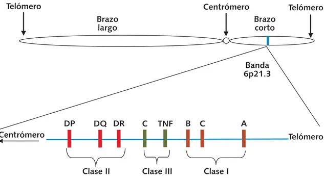 Figura 1. Localización y organización de los  loci del sistema HLA en el cromosoma 6. Los loci del sistema HLA se encuentran en el brazo corto del cromosoma 6, los genes de clase II en posición centromérica,  mien-tras que los genes de clase I se orientan 