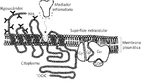 Figura 1. Las características de la familia de receptores acoplados con las proteínas G, incluyen a la disposi- disposi-ción transmembranal de la glicoproteína que forma un “bucle” en que la cadena peptídica presenta a partir de su extremo NH 3  (extracelu