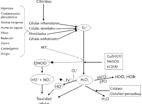 Figura 2. En el extremo superior izquierdo se presentan algunos factores externos que, igual a otras citocinas, inducen en las diversas estirpes celulares del aparato respiratorio la generación de anión superóxido (O 2 • _ ) que ante la presencia de óxido 