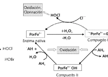 Figura 4. Reacciones de oxidorreducción del Fe-hemo que se presentan en el sitio activo de la familia de enzimas de las hemoperoxidasas