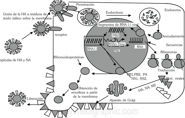 Figura 5. Ciclo de replicación del virus de influenza. El virus se une a receptores celulares por medio de la HA; entra por endocitosis