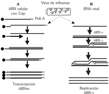 Figura 6. Transcripción y replicación del virus de influenza: A) Durante la transcripción la ARN polimerasa viral cataliza el corte del cap del ARNm y los utiliza para la síntesis del ARNm viral; B) para la replicación del genoma viral, se realizan  trans-