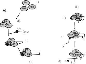 Figura 8. Modelo para esquematizar el movimiento y ensamble de la polimerasa viral formada por las proteínas P:
