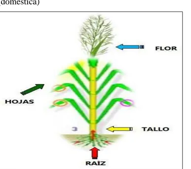 Figura 2. Partes de la caña de azúcar. Fuente: Recuperado de https://perafan.com/azucar/imagenes/ea02foto 