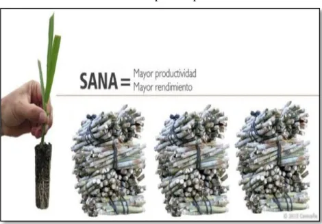 Figura 8. Semillas de caña. Fuente: Cenicaña, 2018. 