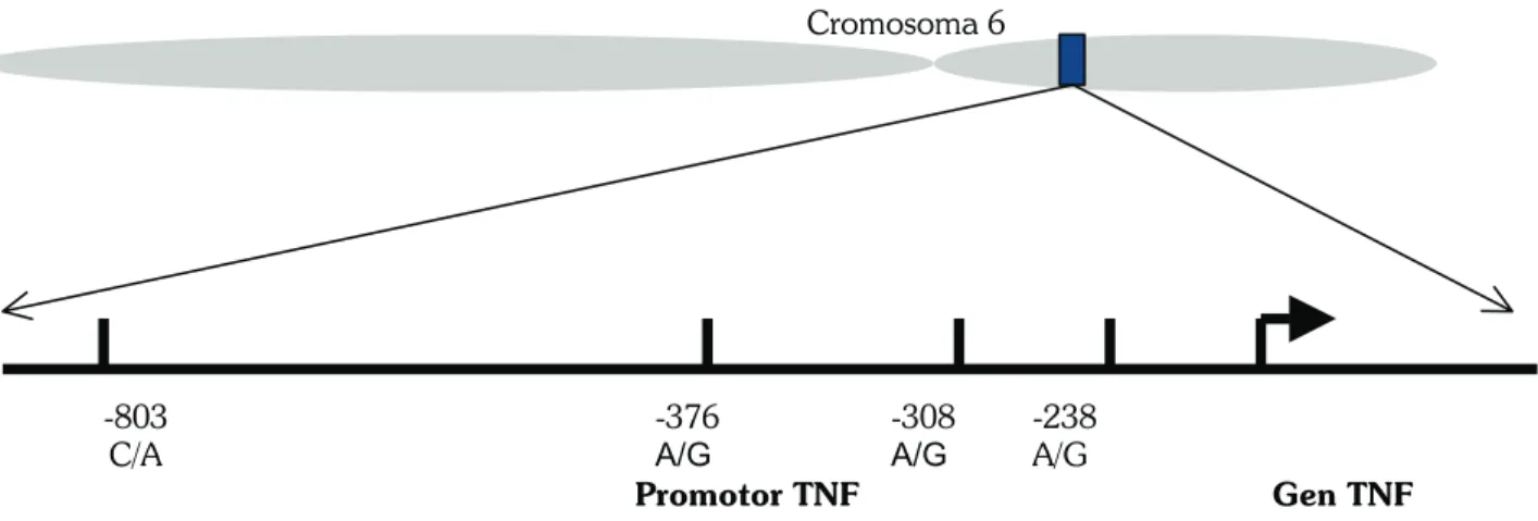 Figura 1.Ubicación genética. En el brazo corto del cromosoma 6 se encuentra el TNF, en la región de HLA