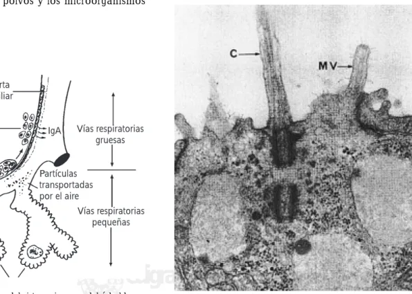 Figura 3. Con la microscopia electrónica se observa la porción