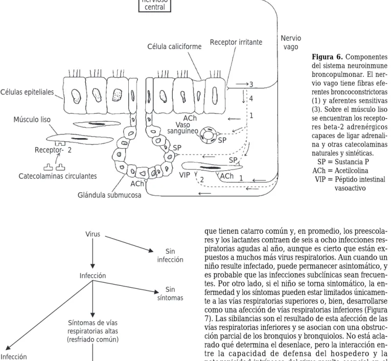 Figura 7. Relación entre infección viral y los síntomas en vías